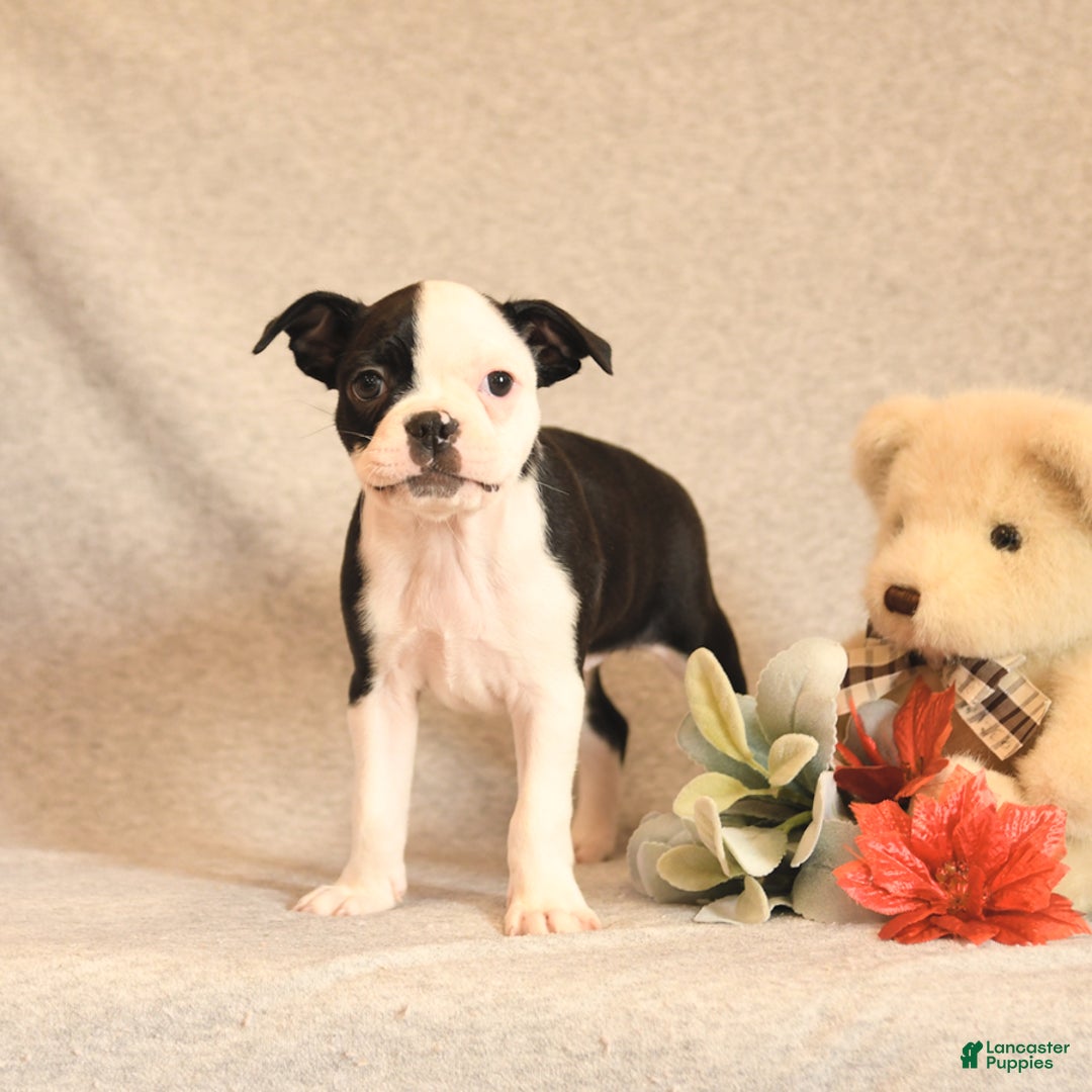 Boston Terrier dogs for sale: Smores - Ad 4