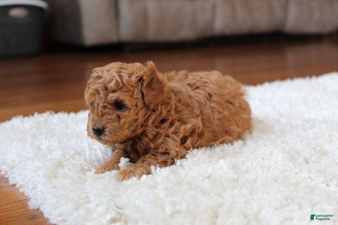 Toy Poodle dogs for sale: Carson - Ad 4