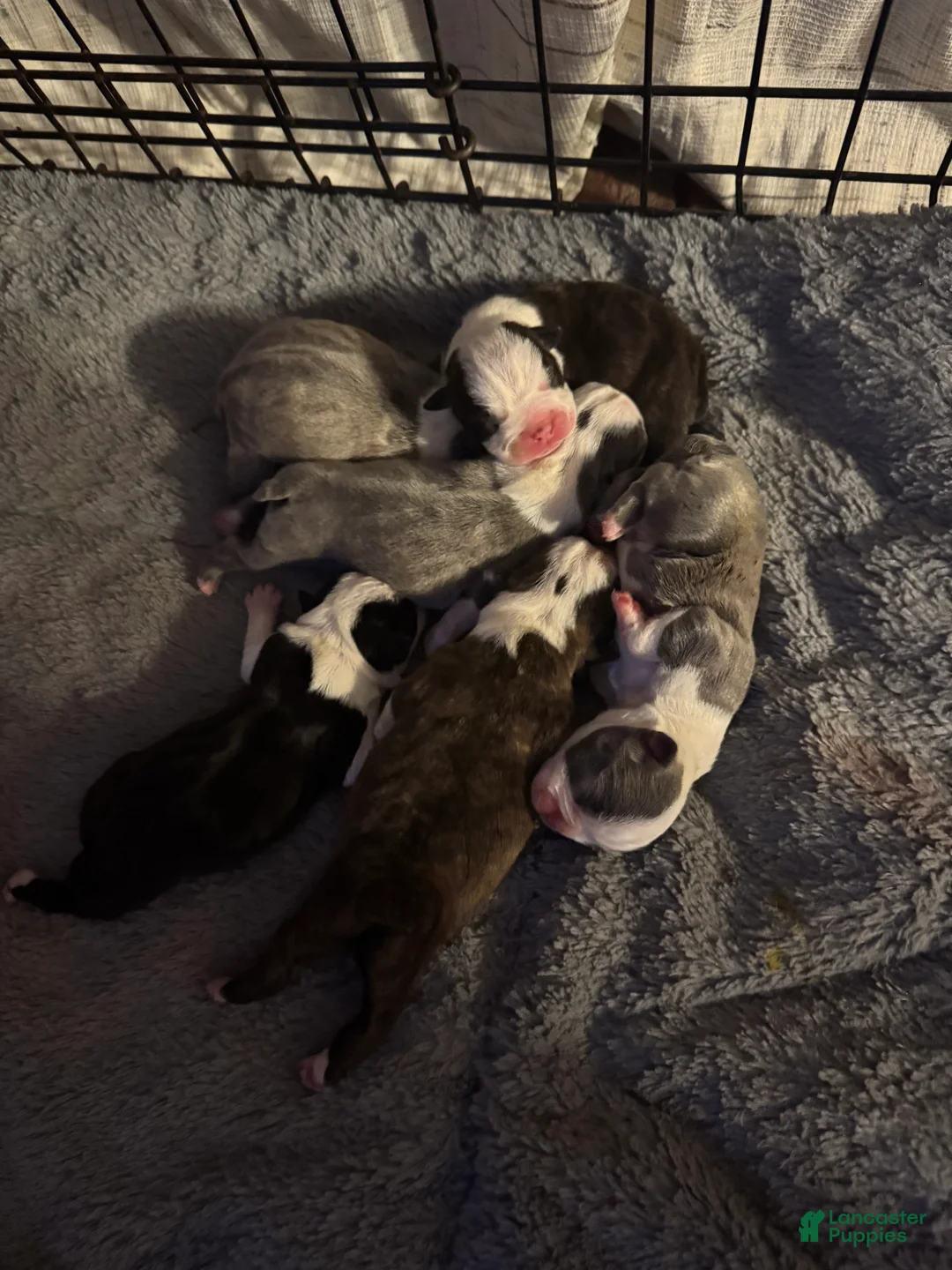 Boston Terrier dogs for sale: Boston Terrier Puppy 6 - Ad 1