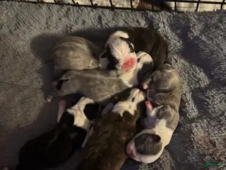 Boston Terrier dogs Boston Terrier Puppy 6 - Ad 38