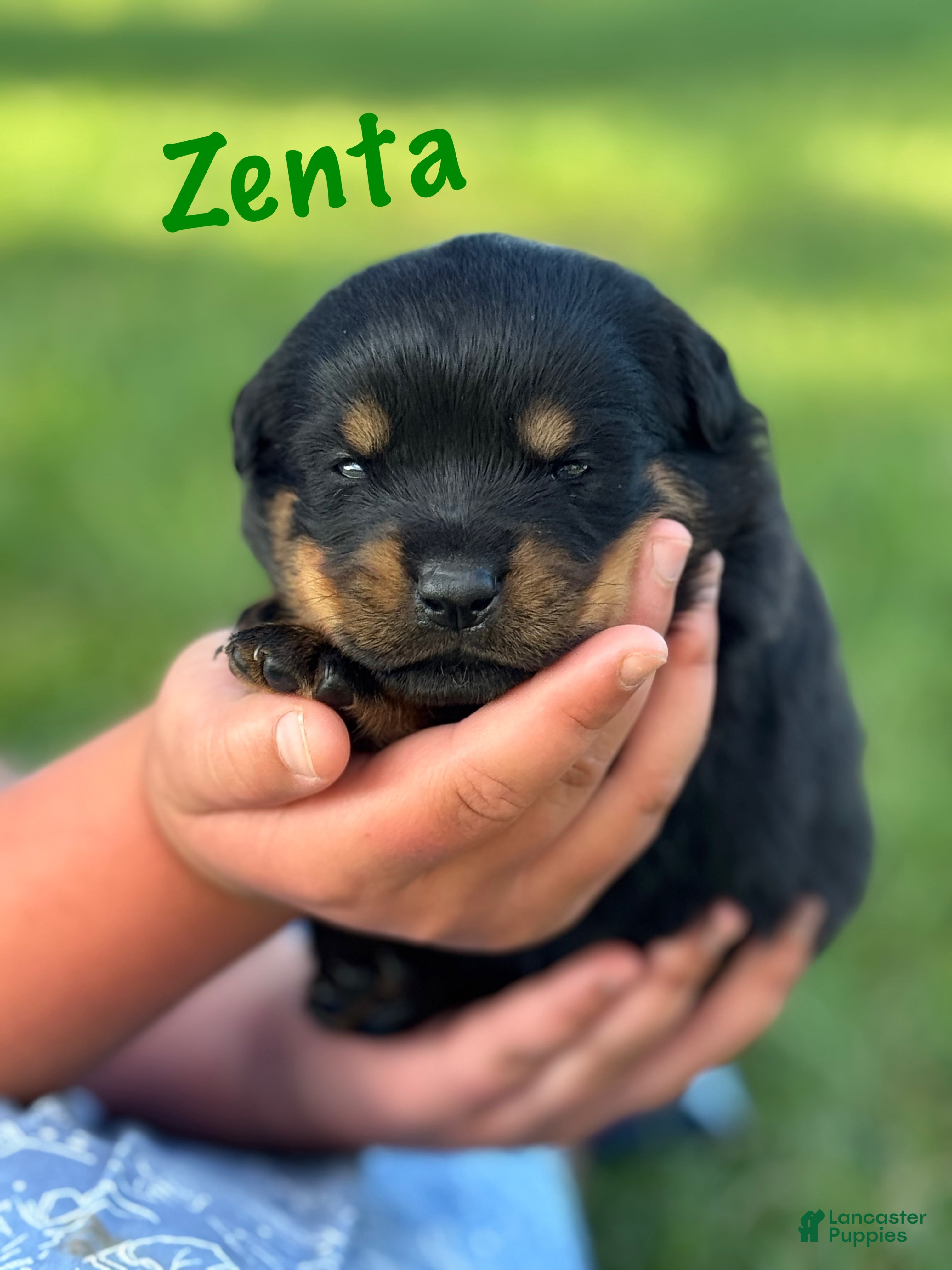 Rottweiler dogs Zenta w LONG TAIL  - Ad 1