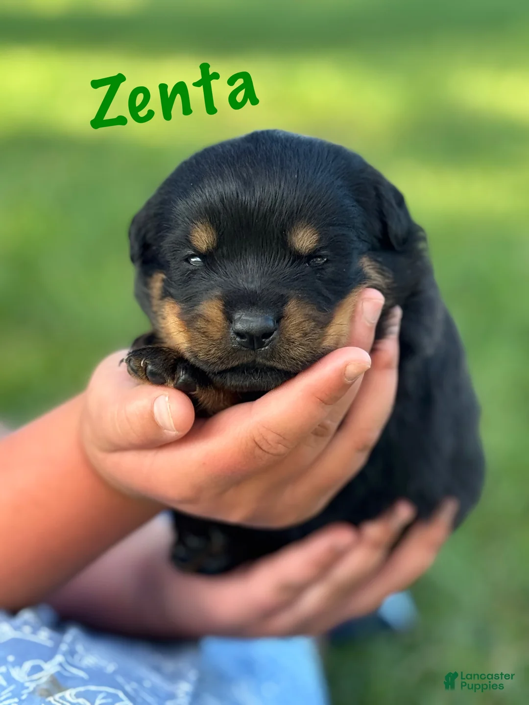 Rottweiler dogs for sale: Zenta w LONG TAIL  - Ad 1