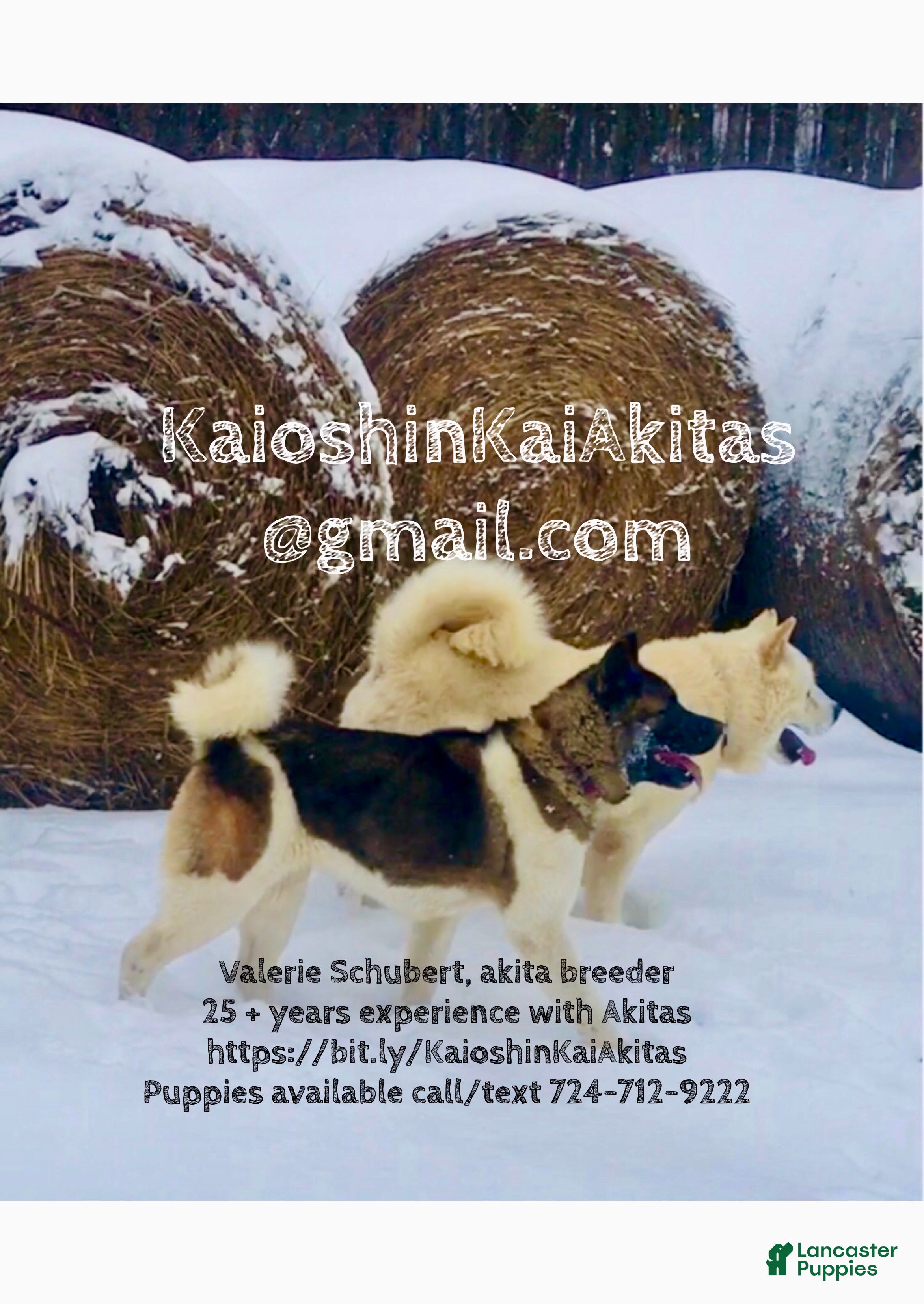 Akita dogs Everest  - Ad 2