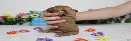 Cockapoo dogs for sale: Pistachio  - Ad 8