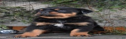 Rottweiler dogs for sale: Renley - Ad 2