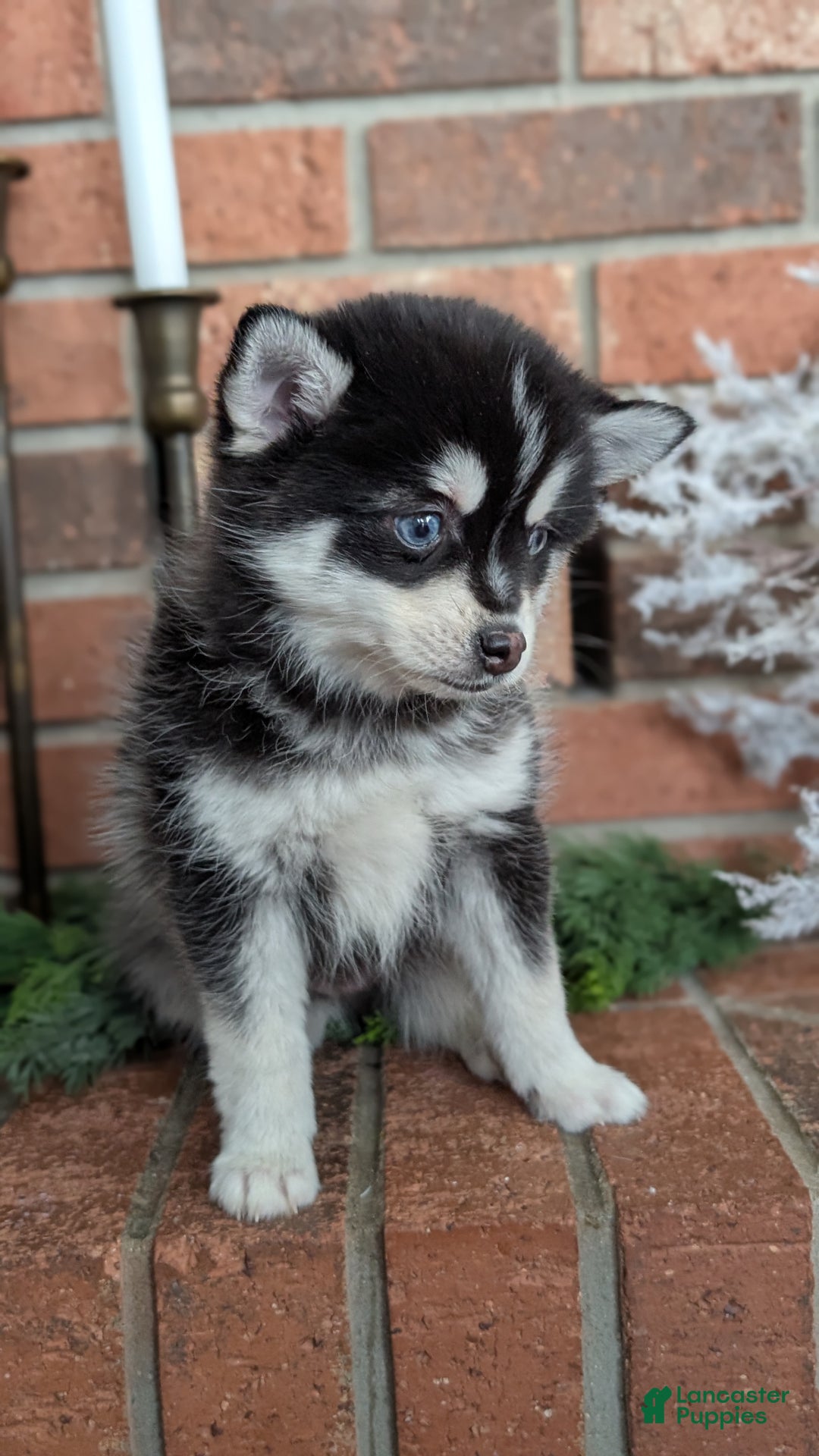 Pomsky dogs for sale: Jack - Ad 7