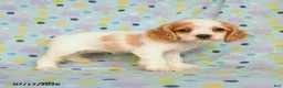 English Cocker Spaniel dogs for sale: Lariah - Ad 1