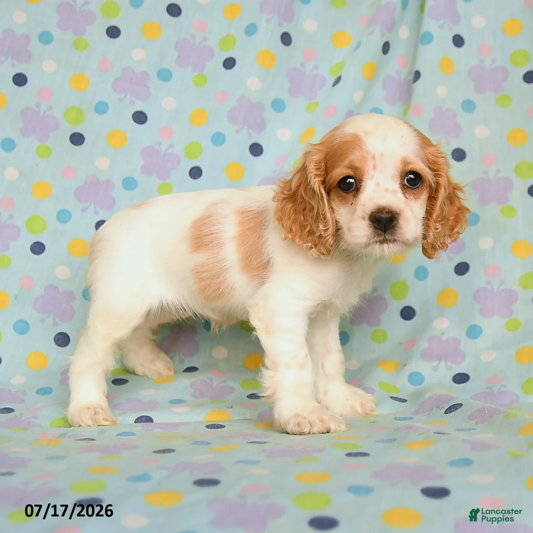 English Cocker Spaniel dogs for sale: Lariah - Ad 1