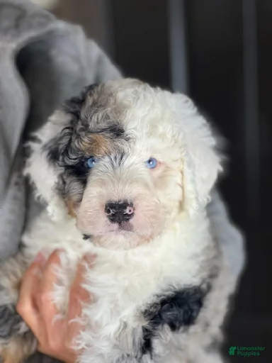 Gallery Image {{count}}