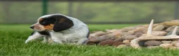 Beagle dogs for sale: Cruz  - Ad 11
