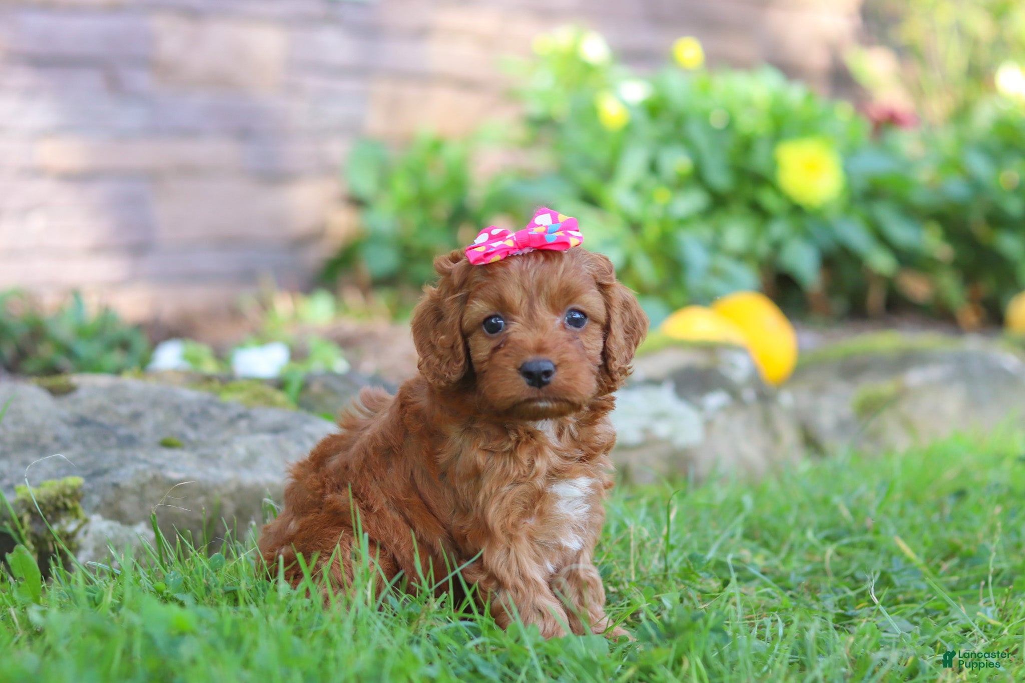 Cockapoo dogs Magnolia - Ad 2