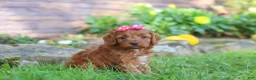 Cockapoo dogs for sale: Magnolia - Ad 2