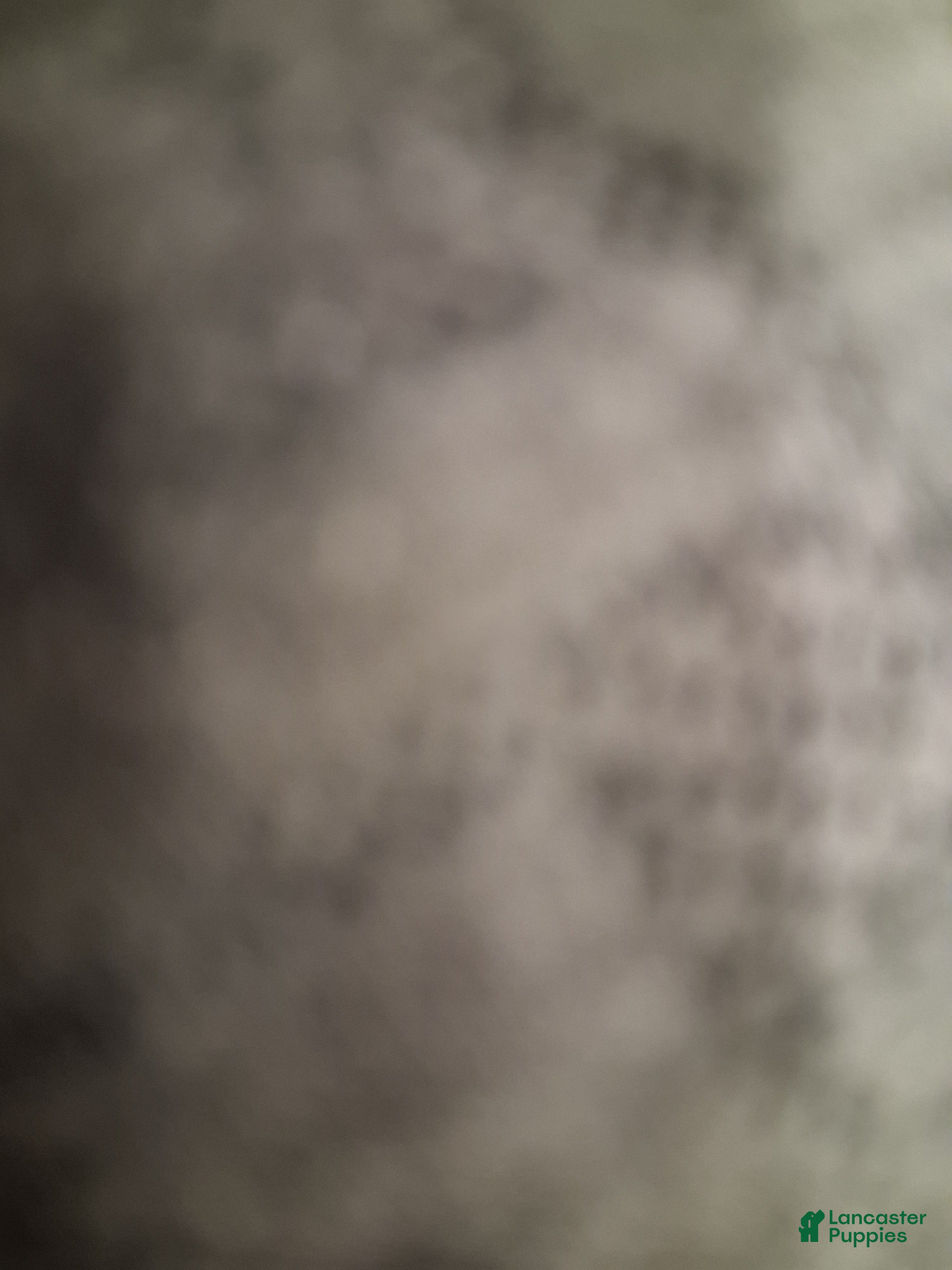 Teddy Bear dogs Puppy - Ad 30