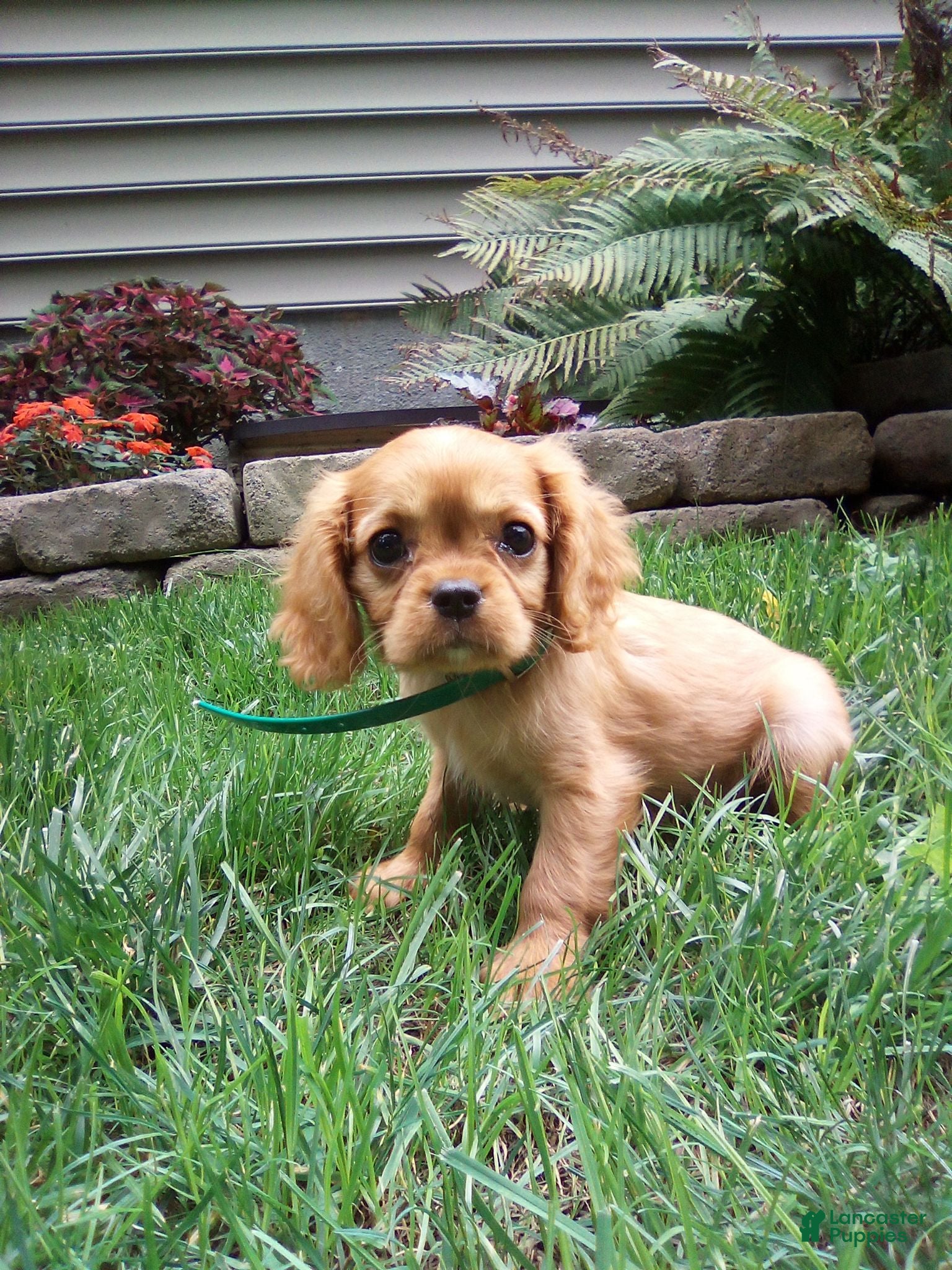 Cavalier King Charles Spaniel dogs ASHER - PLAYFUL RUBY CAVALIER! - Ad 2