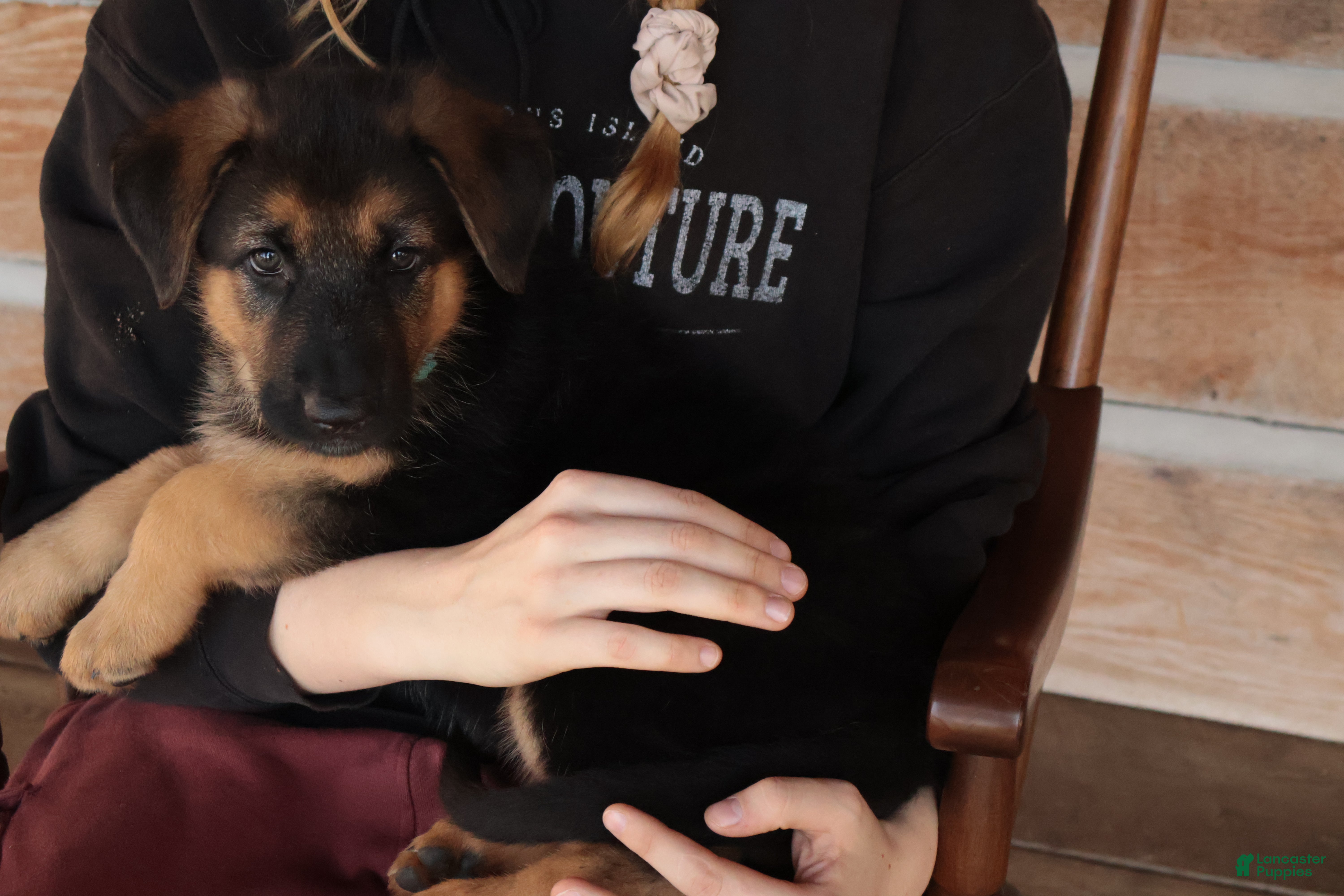 German Shepherd dogs for sale: Stormy Gale - Ad 1