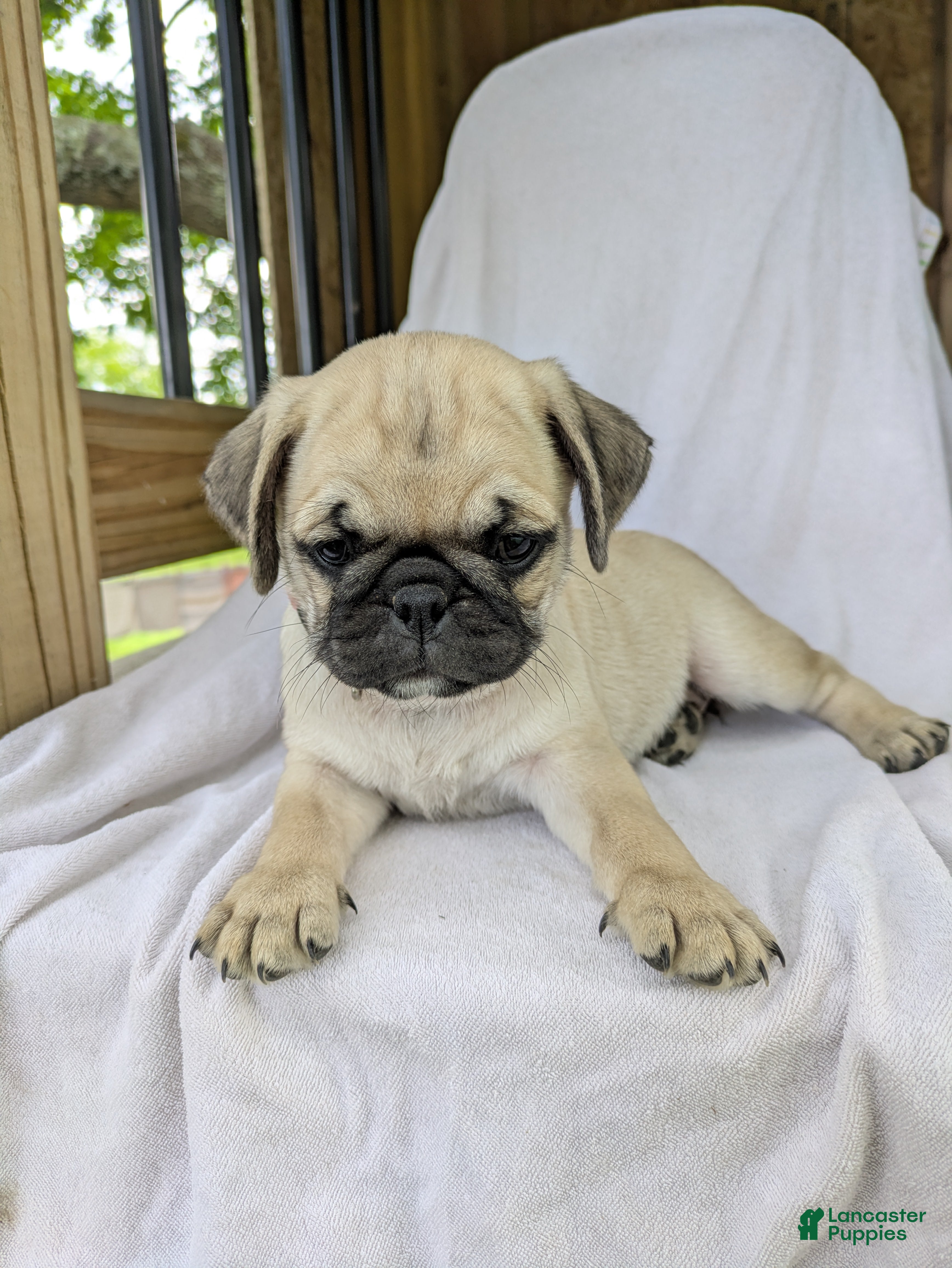 Pug dogs Luna - Ad 1