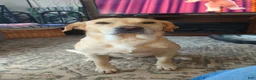 Labrador Retriever dogs for sale: Labrador Retriever 5 - Ad 3