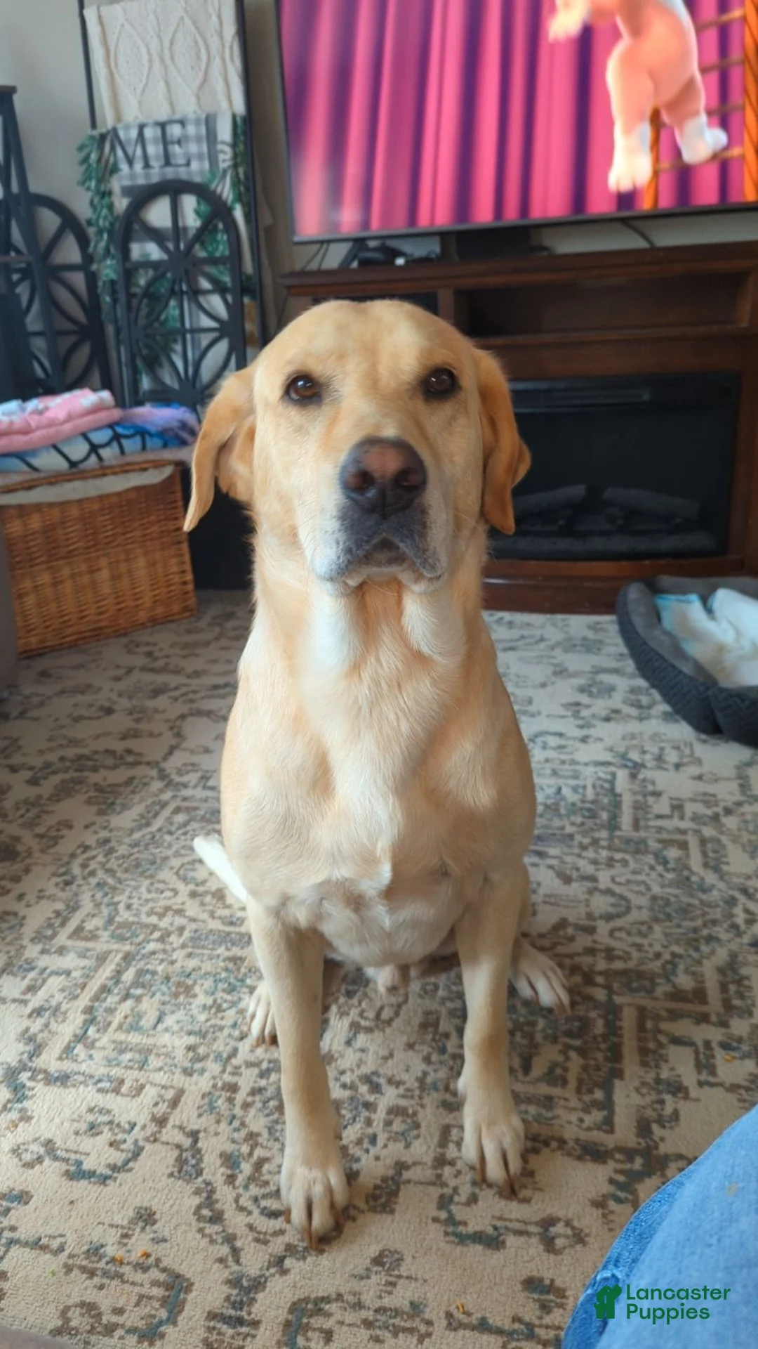 Labrador Retriever dogs for sale: Labrador Retriever 5 - Ad 3