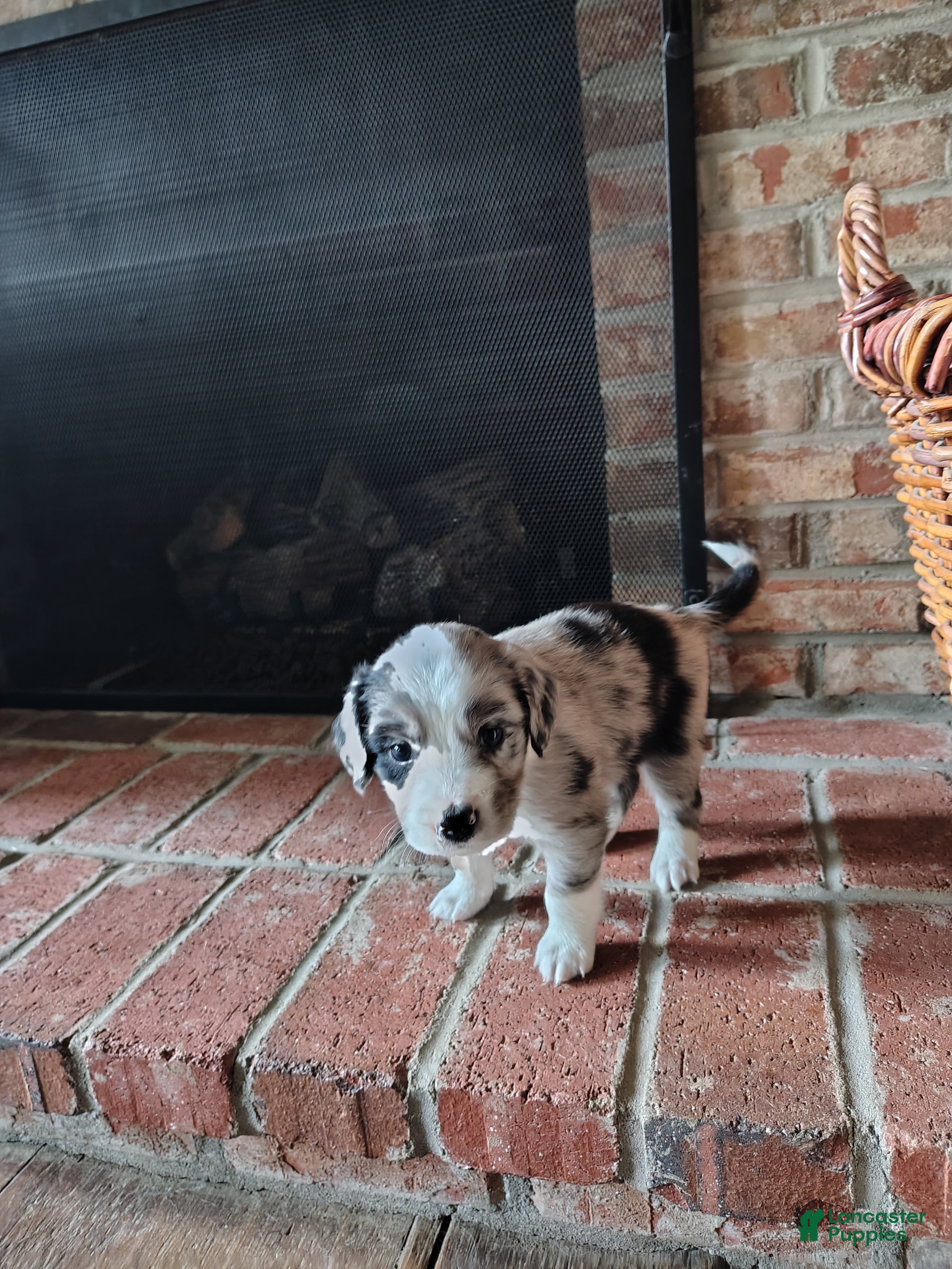 Australian Shepherd dogs Dribbles/male Australian Shepherd  - Ad 2