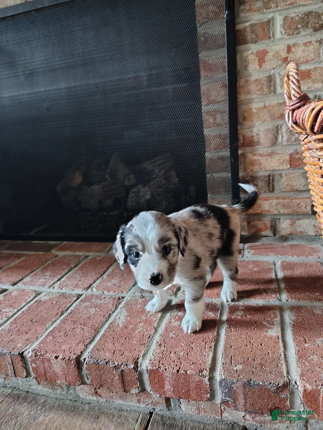 Australian Shepherd dogs for sale: Dribbles/male Australian Shepherd  - Ad 2