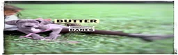 Great Dane dogs for sale: Butter - Ad 11