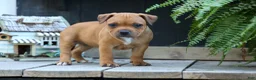 Staffordshire Bull Terrier dogs for sale: Marley 🌸🐾 - Ad 9