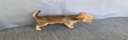 Chihuahua dogs for sale: Ruby - Ad 7