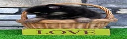 Pomeranian dogs for sale: Shadow - Ad 7