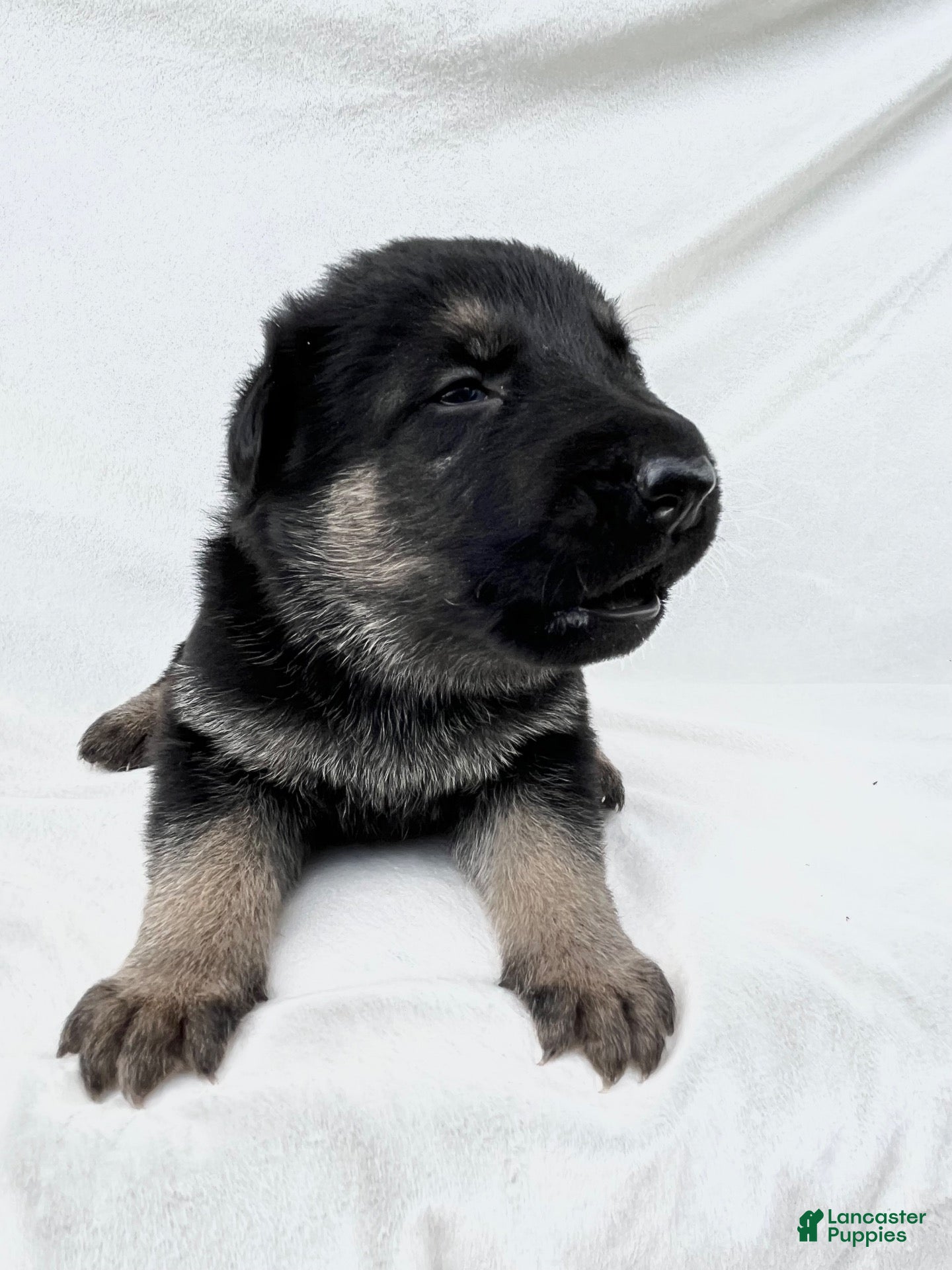 German Shepherd dogs Shadow - Ad 2