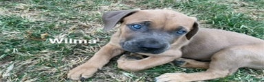 South African Boerboel Puppy 1