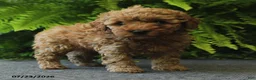 Miniature Poodle dogs for sale: Nugget - Ad 5