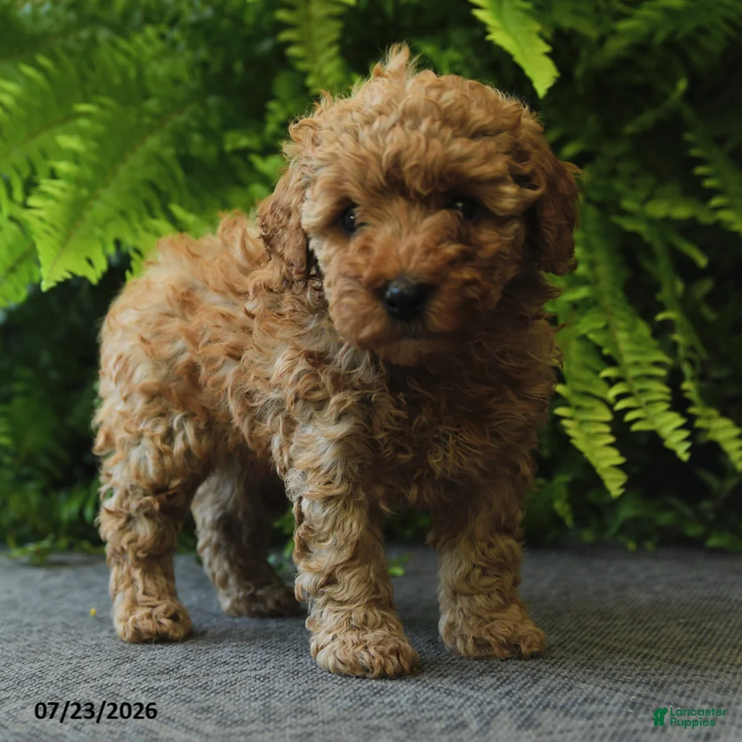 Miniature Poodle dogs for sale: Nugget - Ad 5