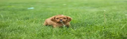 Cavalier King Charles Spaniel dogs for sale: Mocha 🐶✨ - Ad 20