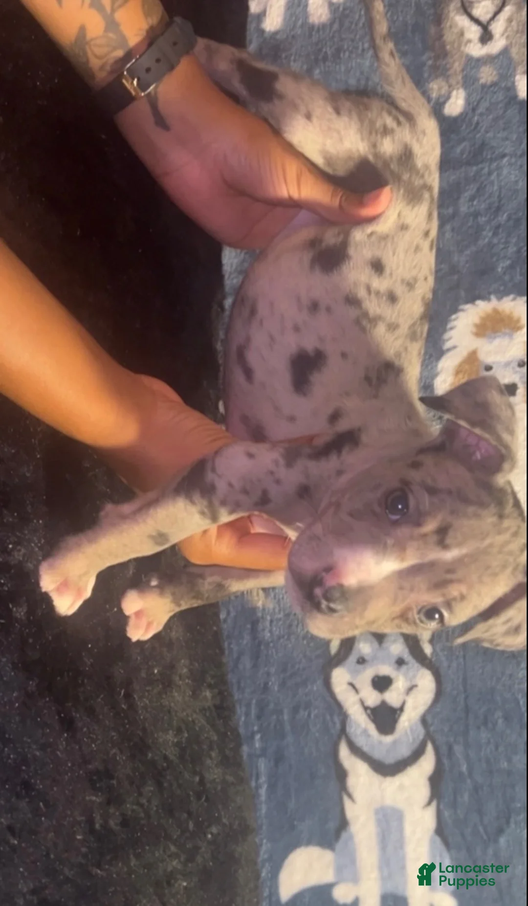American Bully dogs for sale: Ash male  - Ad 1