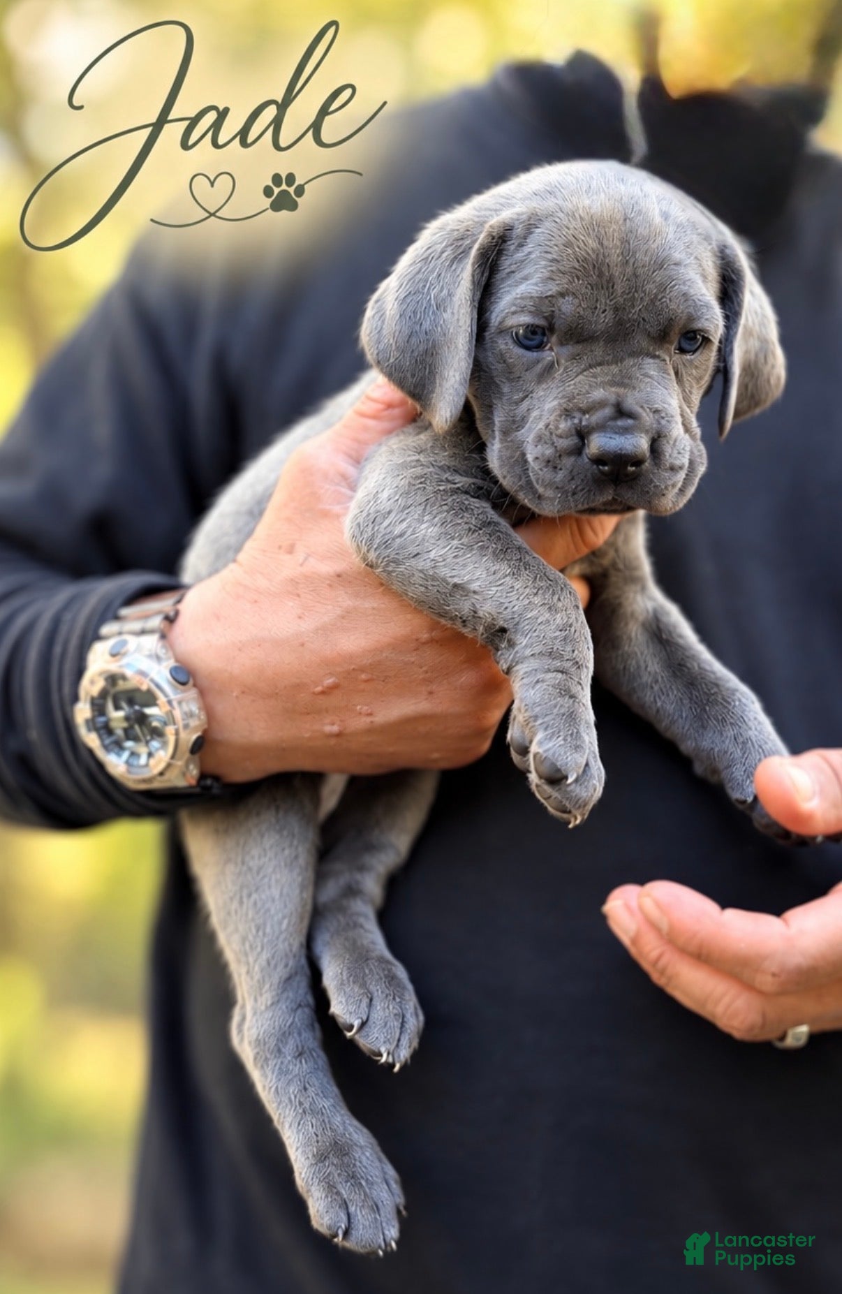 Cane Corso dogs Jade - Ad 1