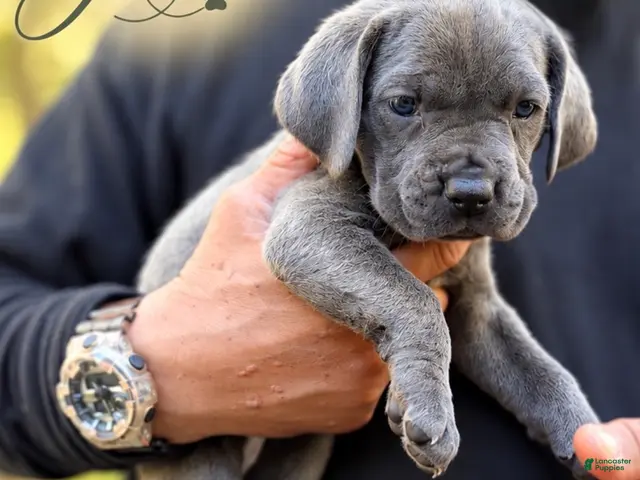 Cane Corso dogs Jade - Ad 1