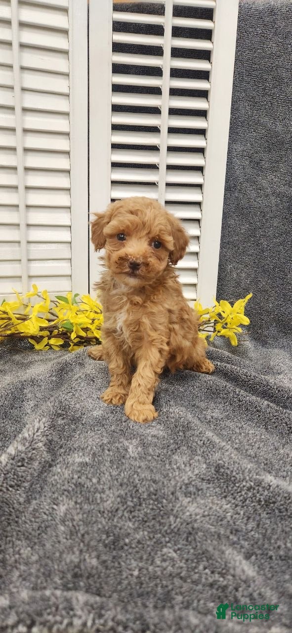Miniature Poodle dogs Lilac - Ad 1