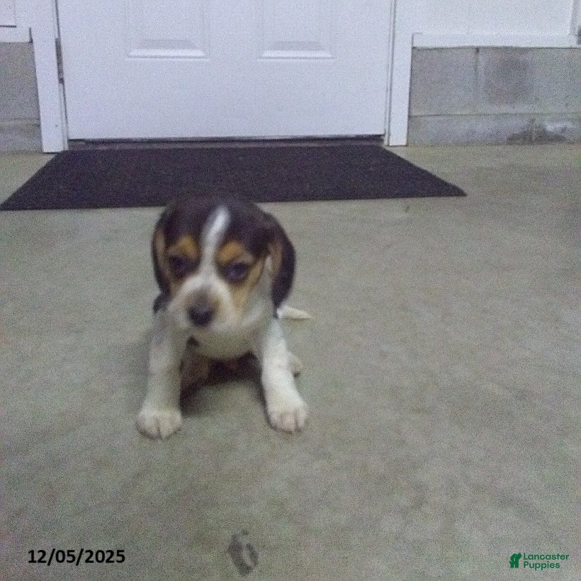 Beagle dogs Freddy - Ad 18