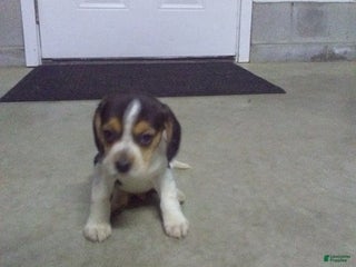 Beagle dogs Freddy - Ad 6