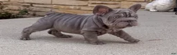 French Bulldog dogs for sale: Blue - Ad 3