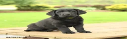 Labrador Retriever dogs for sale: Barney - Ad 1