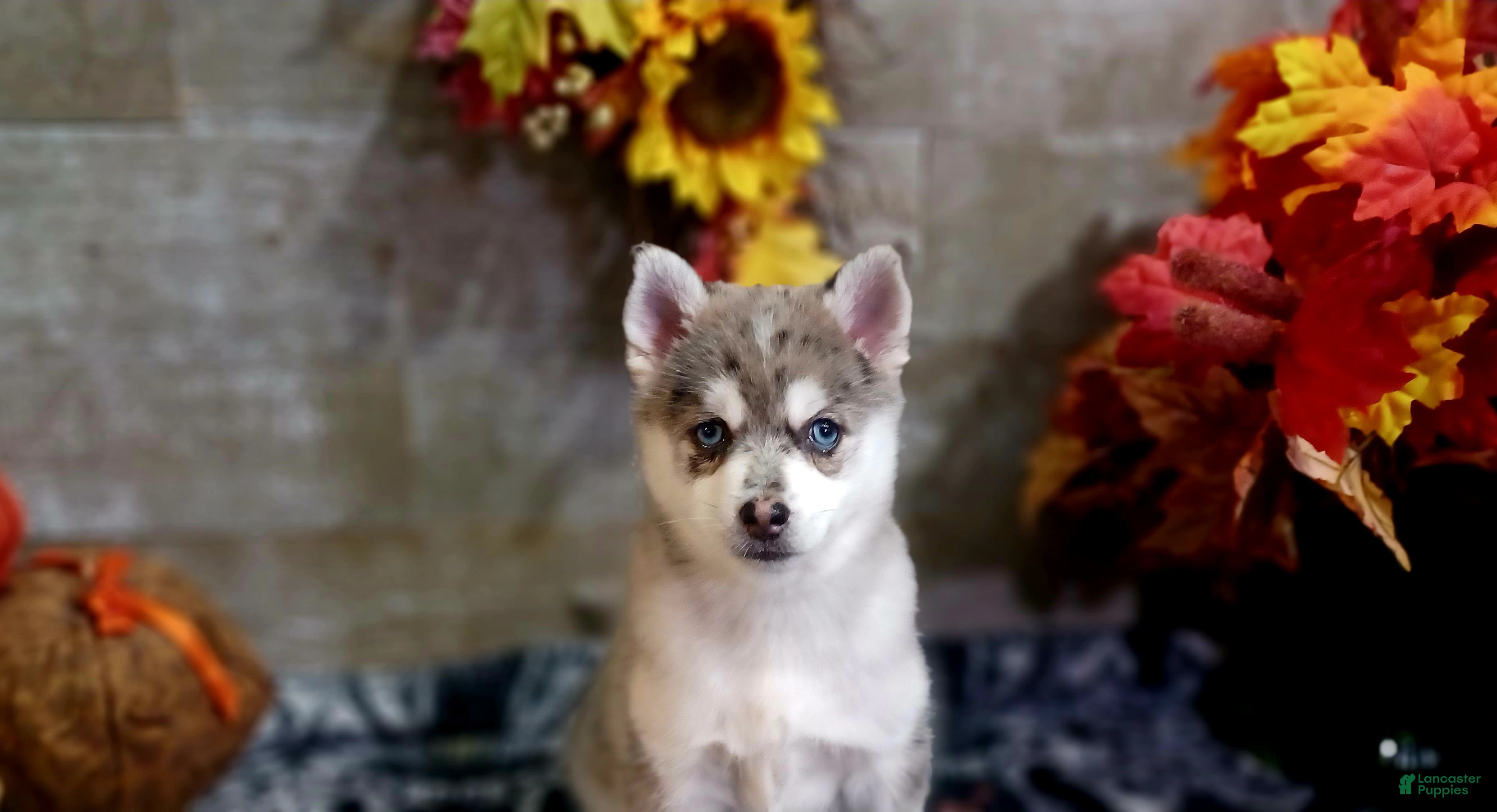 Pomsky dogs for sale: Blue - Ad 22