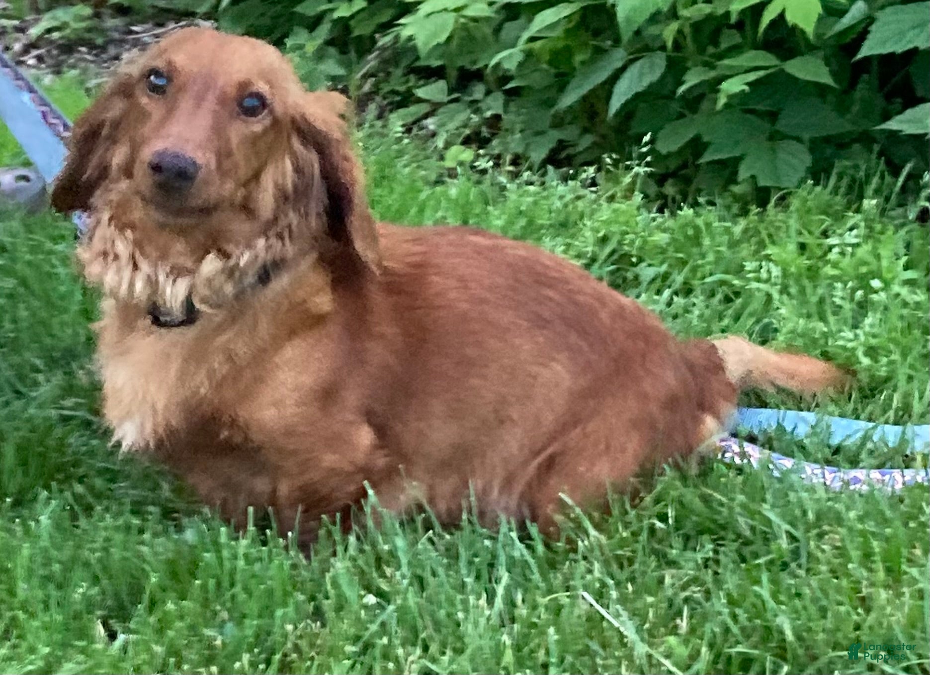 Miniature Dachshund dogs for sale: Daisy - Ad 7