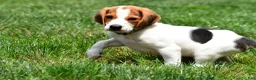 Beagle dogs for sale: Max - Ad 3