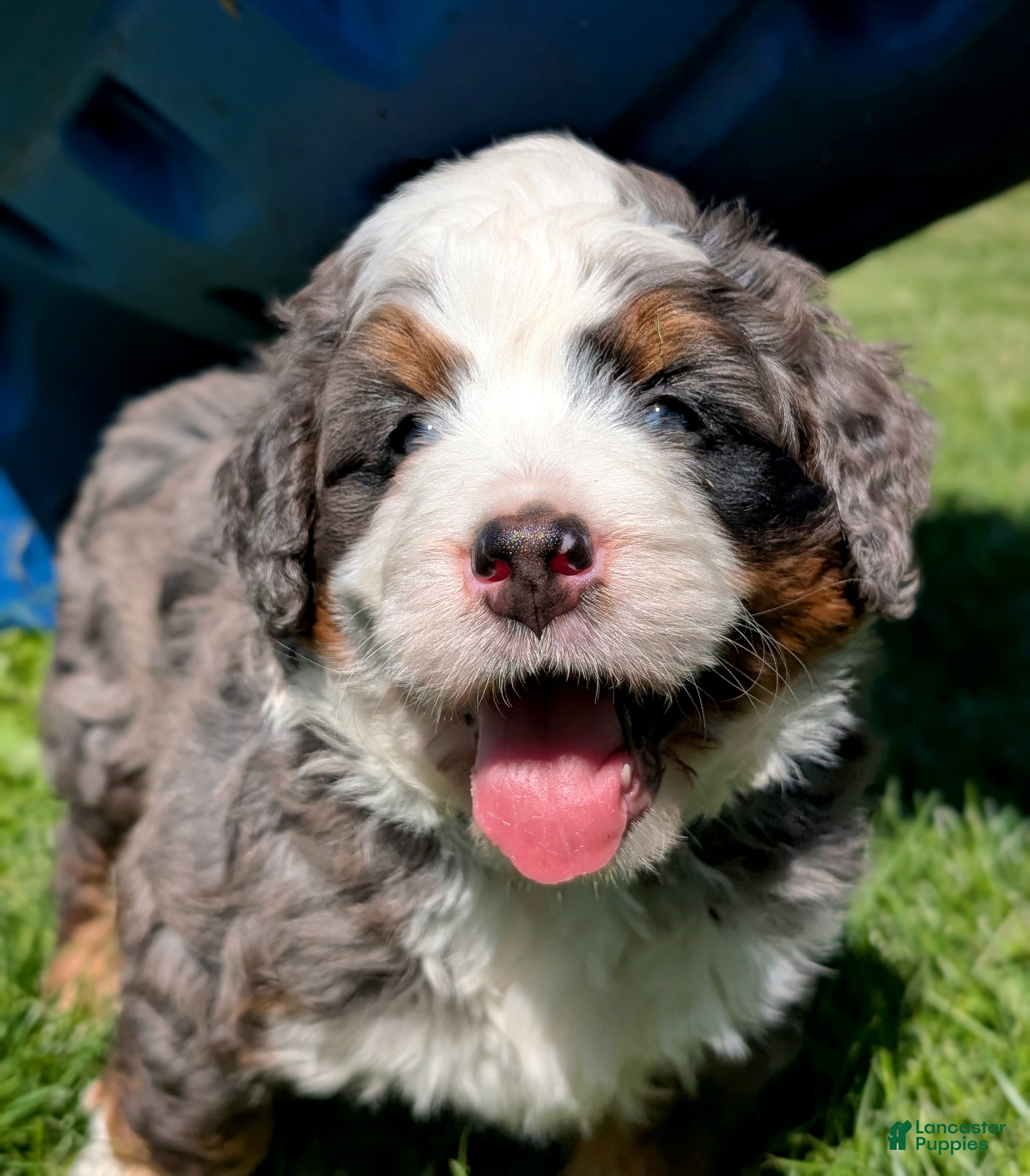 Bernedoodle dogs Spartan - Ad 2