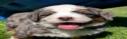 Bernedoodle dogs for sale: Spartan - Ad 2