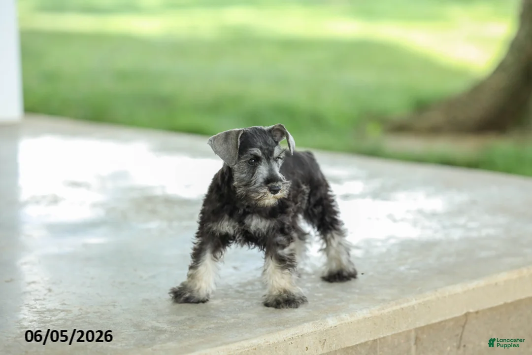 Miniature Schnauzer dogs for sale: Fulton - Ad 2