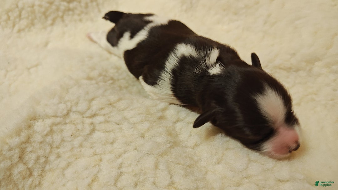 Miniature Schnauzer dogs for sale: Miniature Schnauzer Girl 2 - Ad 9