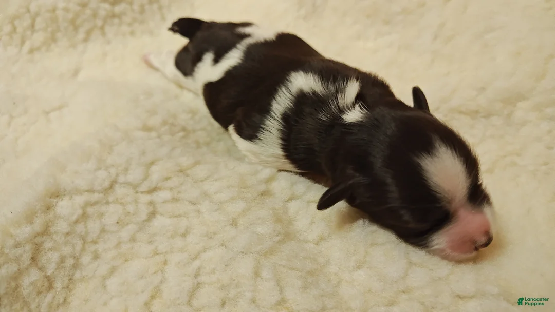 Miniature Schnauzer dogs for sale: Miniature Schnauzer Girl 2 - Ad 7