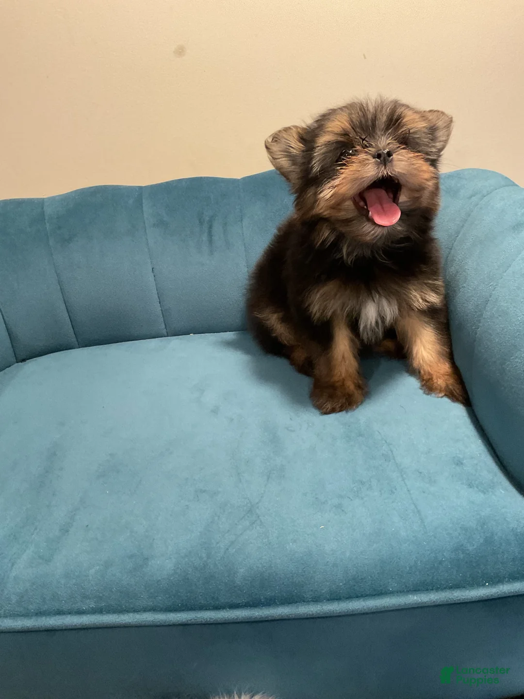 Gallery Image {{count}}